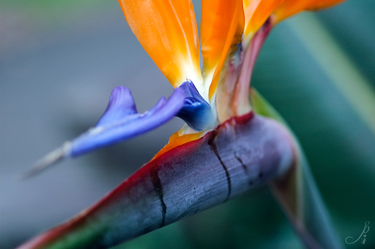 Bird Of Paradise