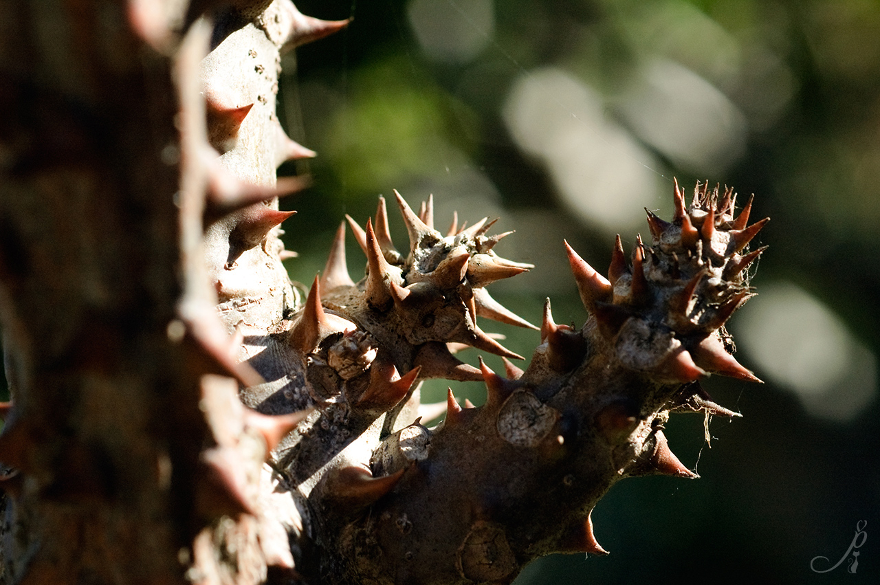 Thorny Tree